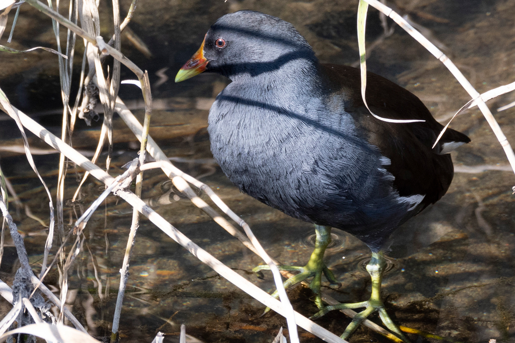 草むらで羽繕いをしていました。
