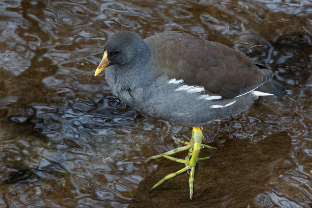 黄緑色の弁足です。