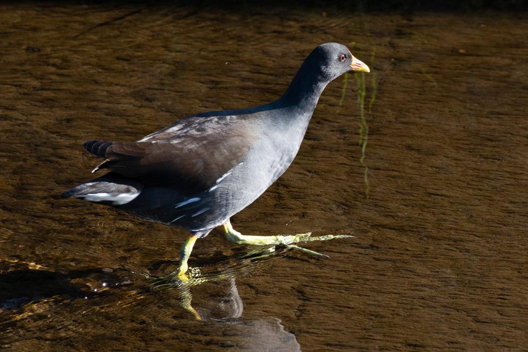ゆっくり歩いていました。
