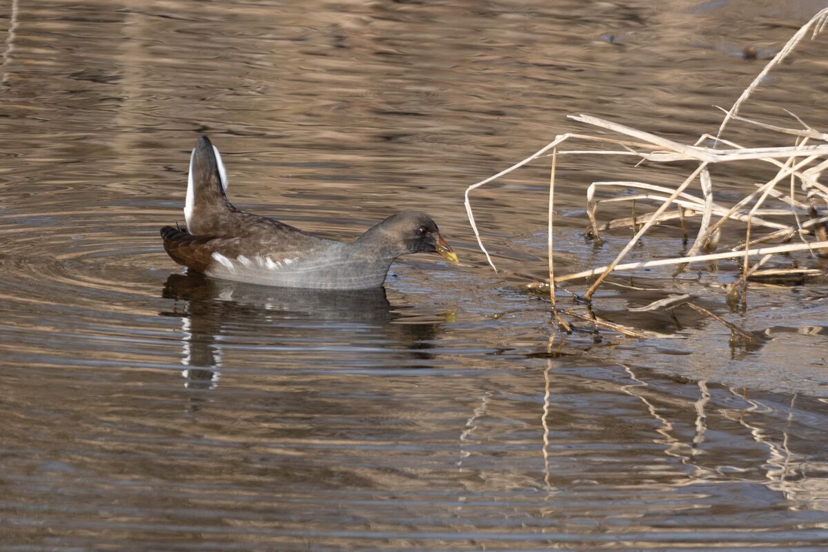 額板の色が薄いです。