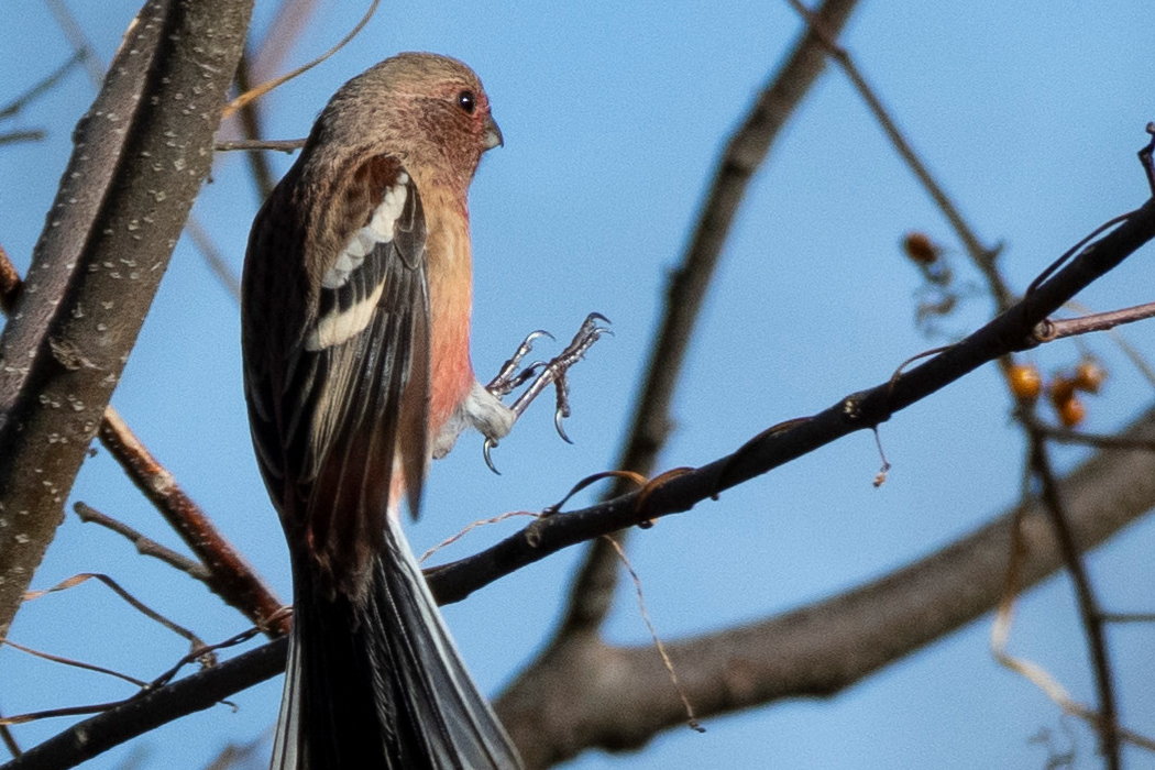 薮から飛び出てきました。