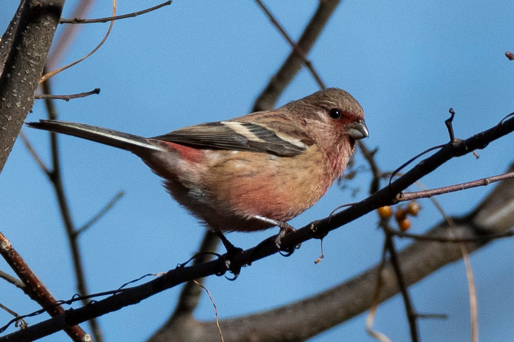 薮には馴染む色なのかもしれません。