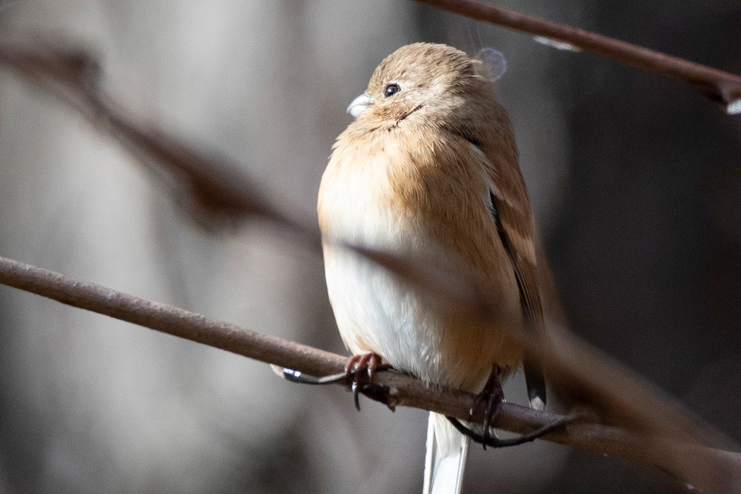 メスは優しい色をしています。
