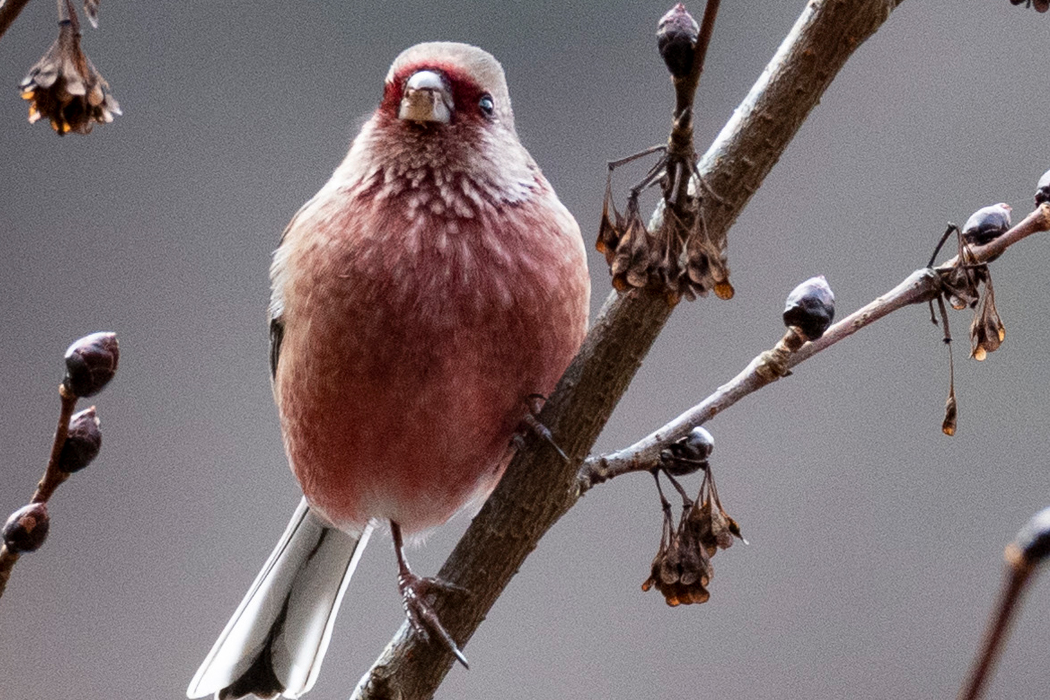食べるのに夢中でした。