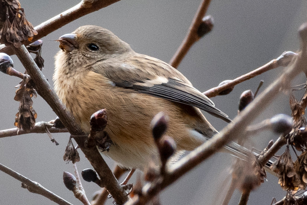 夢中で食べています。