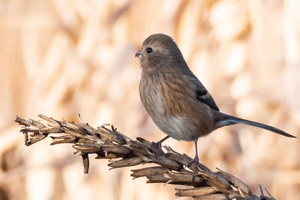 この日はオスは姿を現しませんでした。