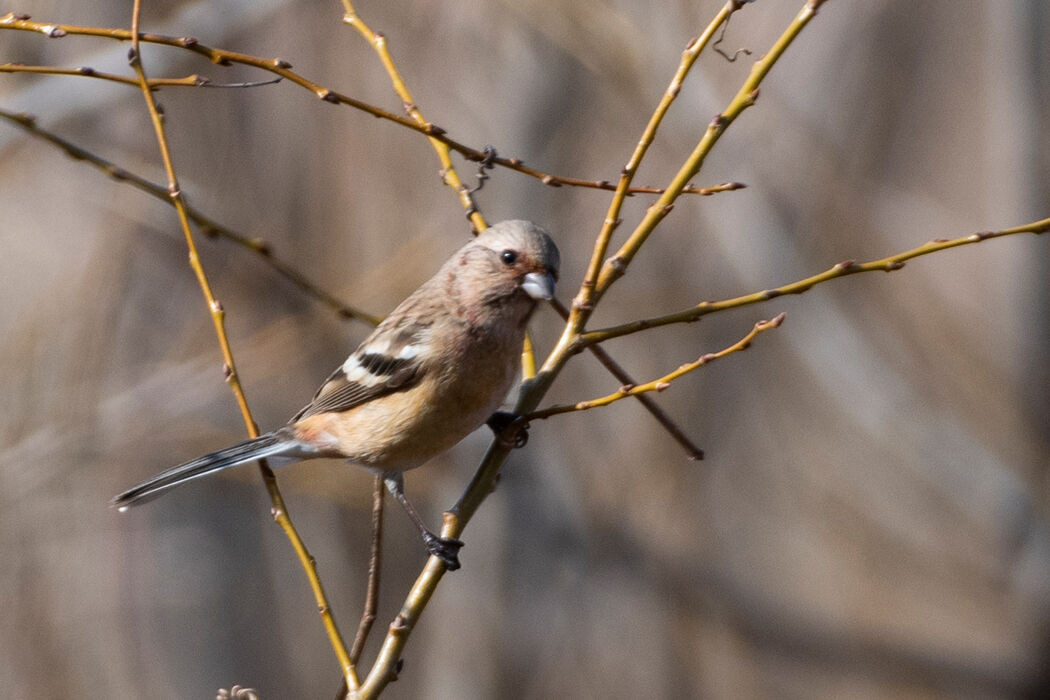鳴き声を出しながら茂みから出てきました。