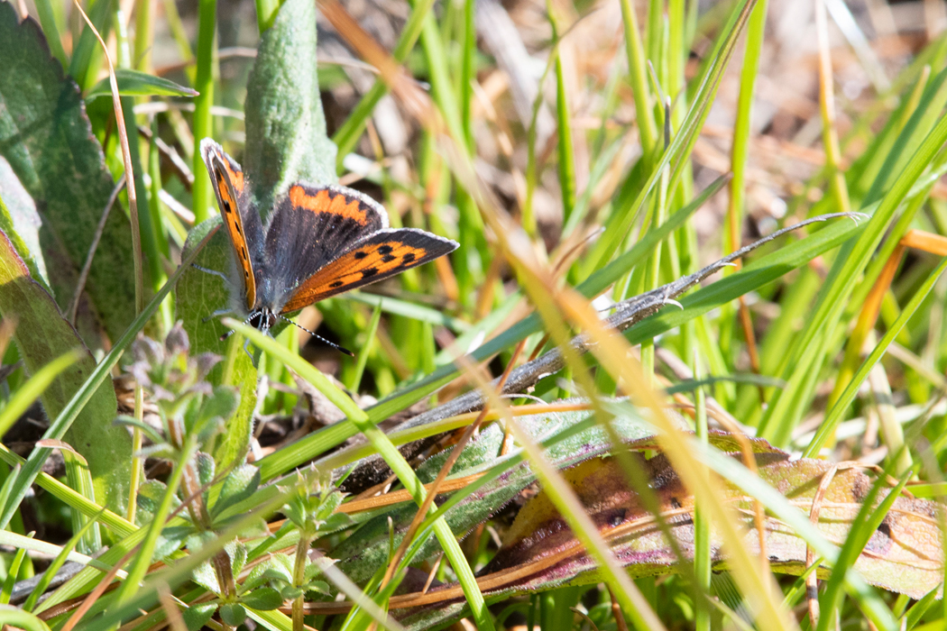 地面の近くのベニシジミです。