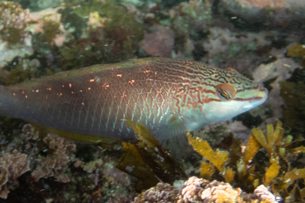餌を求めて集まってきます。