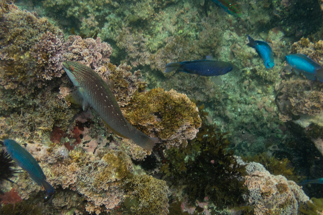 ソラスズメダイもたくさんいます。
