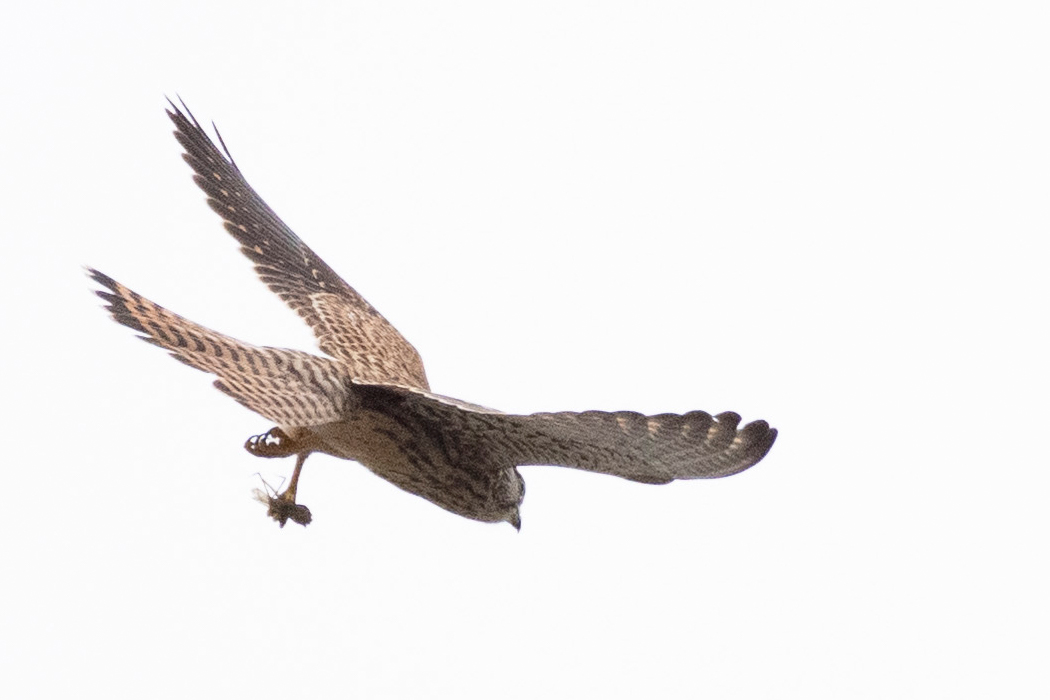 昆虫を捕まえました。