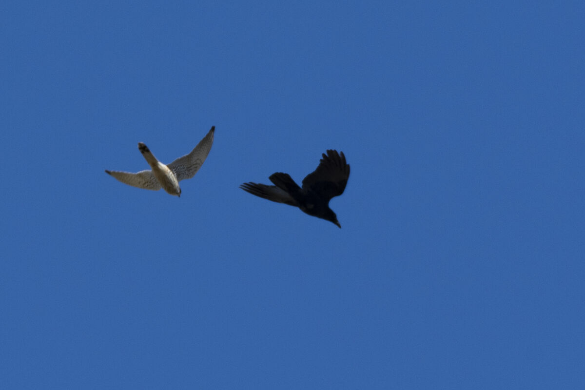 チョウゲンボウがカラスを追いかけ回していました。