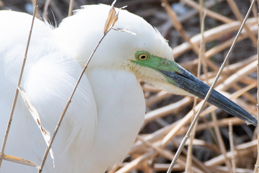 嘴の基部がコバルトブルーになっています。