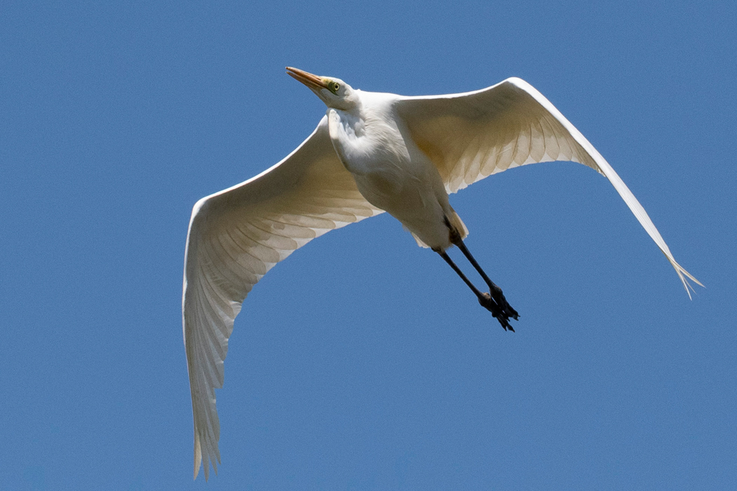 頭上をスーッと通り過ぎていきました。
