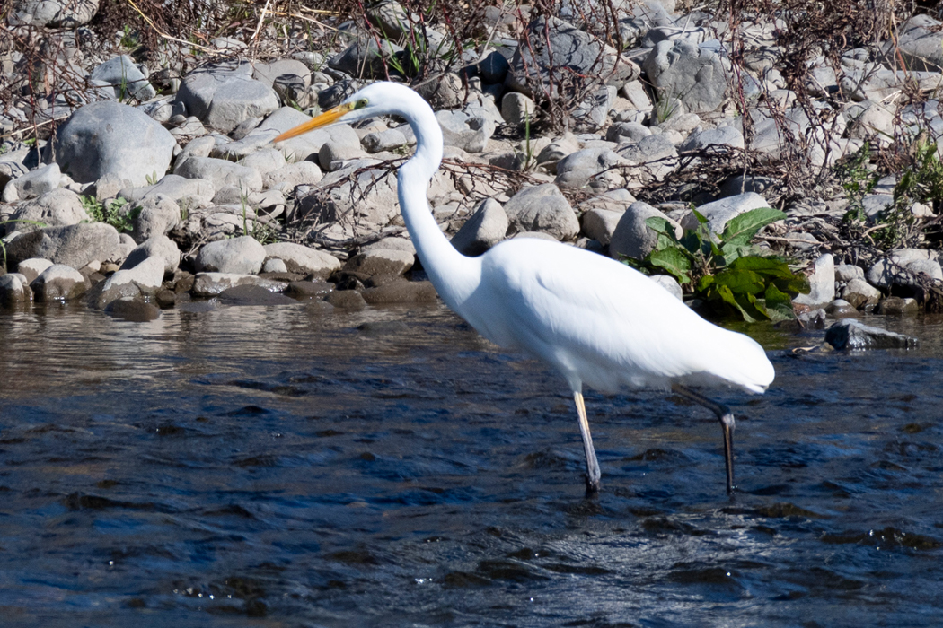 1mくらいの大きさでした。