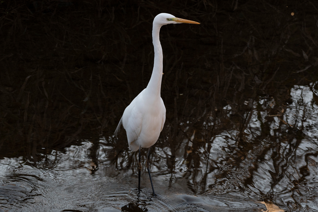 首をすっと伸ばしていました。