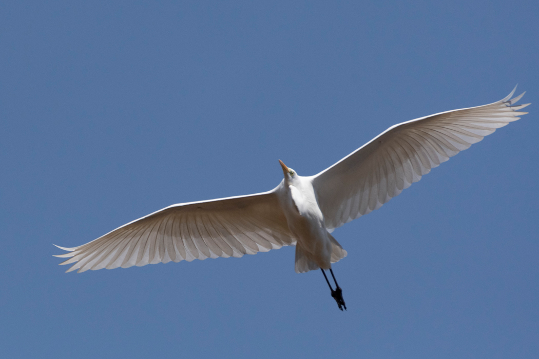 大鷺にとっても餌場のようです。
