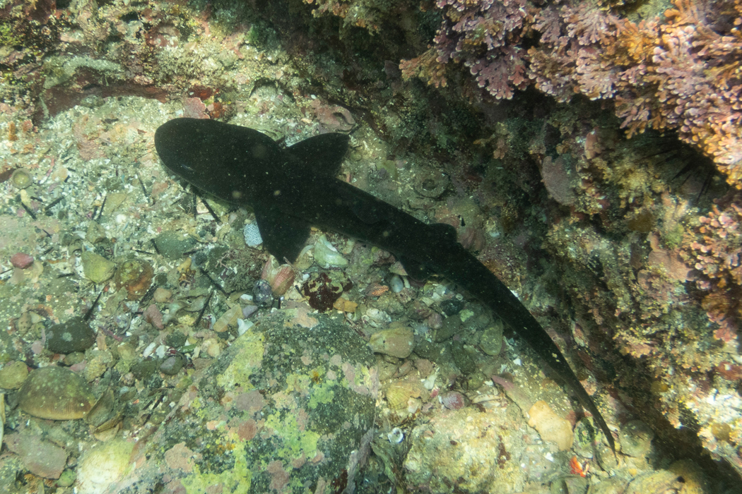 頭が大きく見えます。