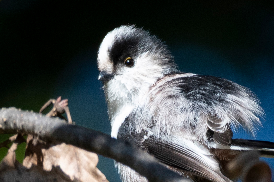 10羽程度で群れていました。