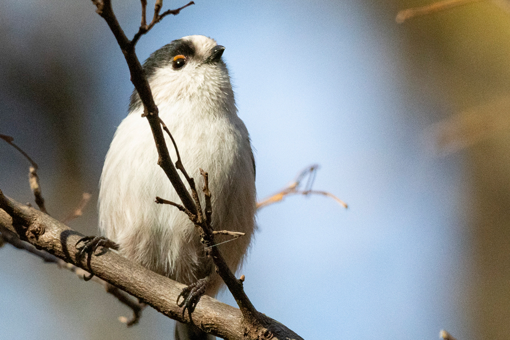 結構近くまで降りてきます。