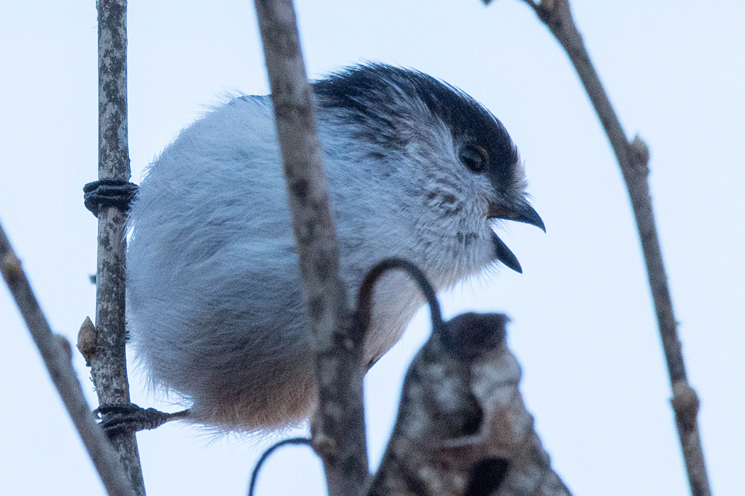 大声で鳴いていました。