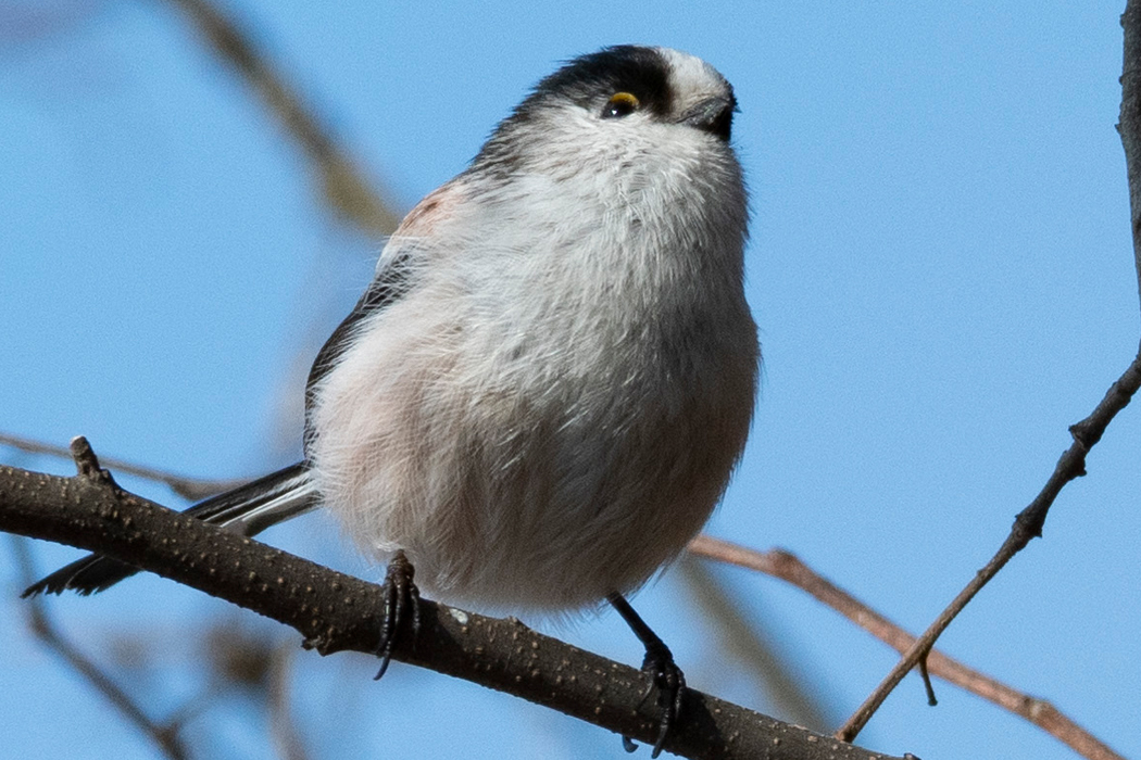 まんまるのお腹でした