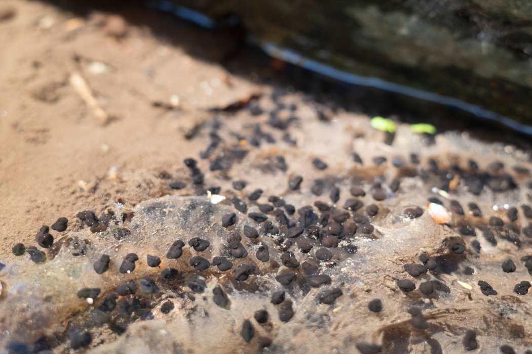 小さな卵がたくさんありました。
