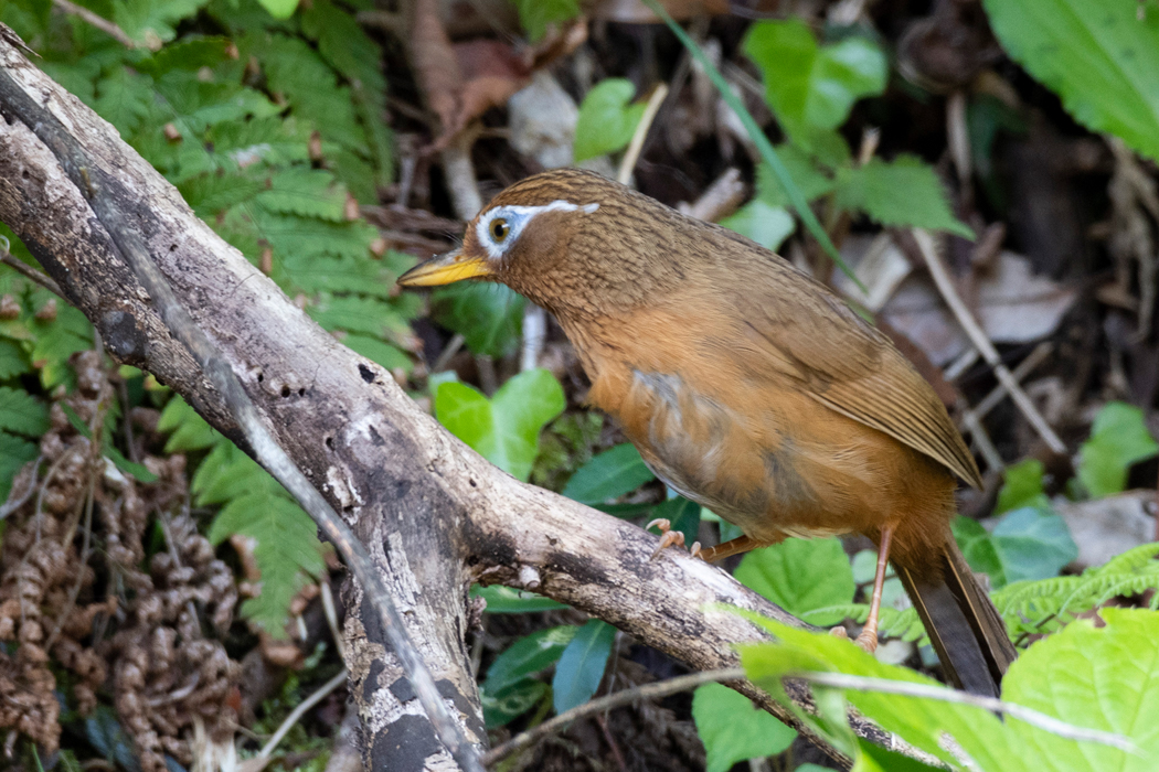 林に入る前の道の横で採餌していました。