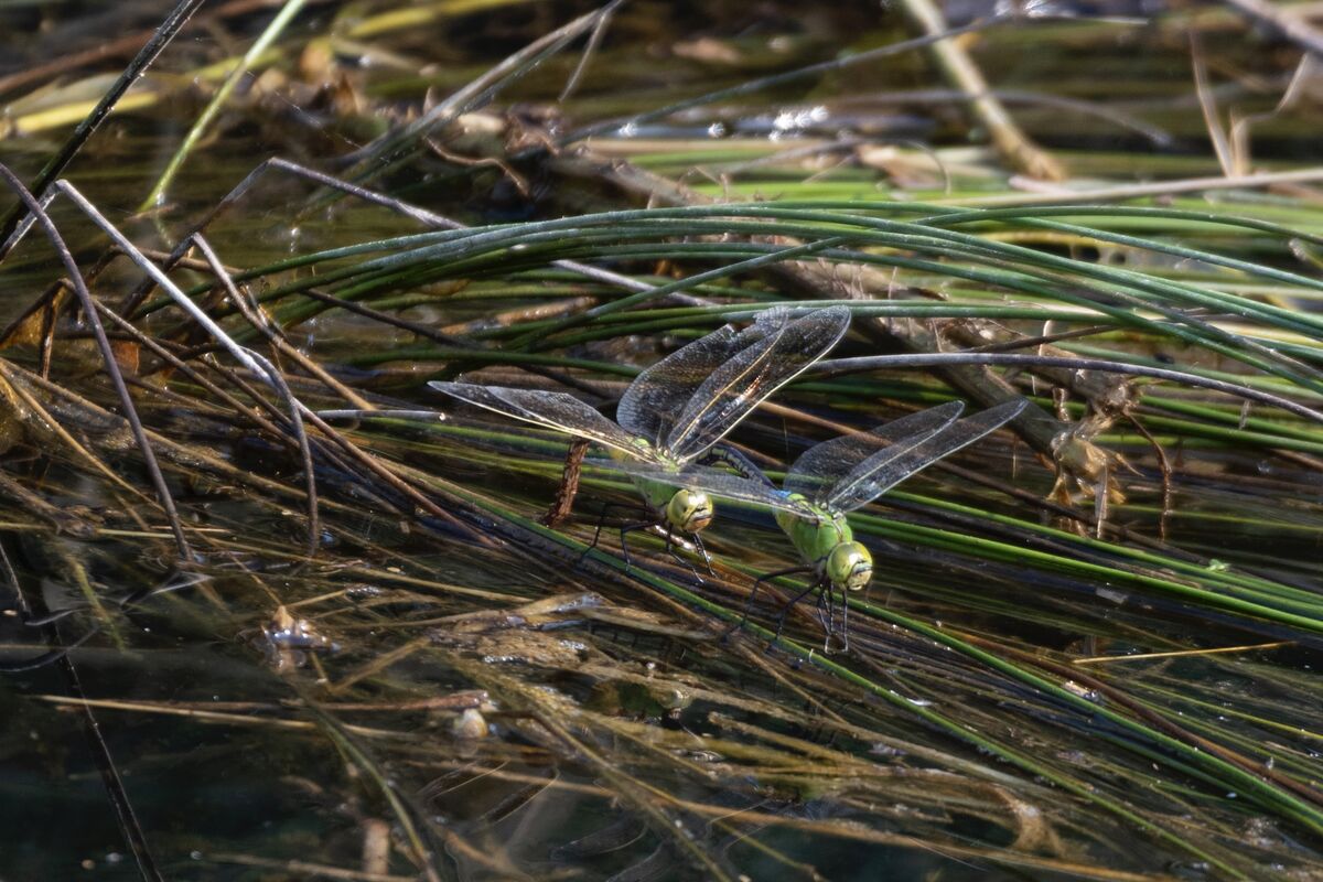 産卵していました。