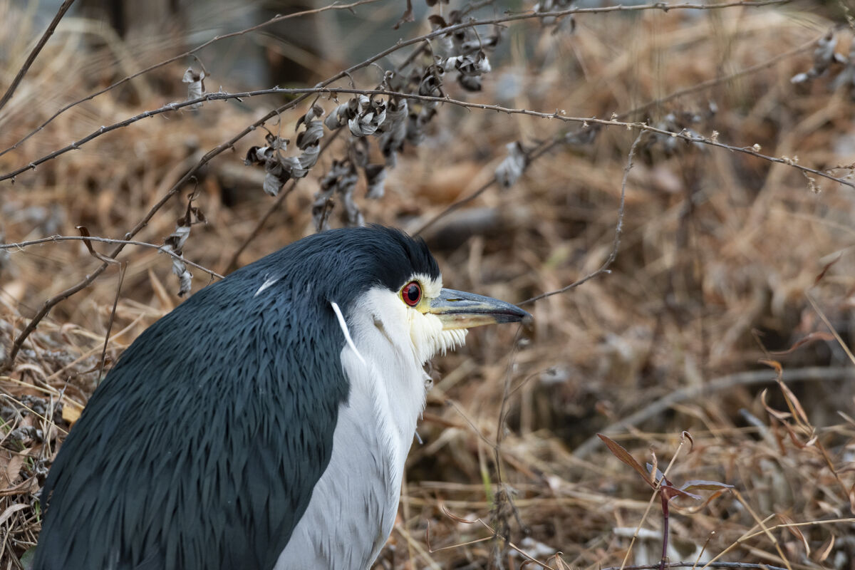 池のほとりにいました。