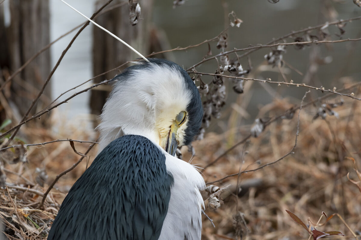 羽繕いをしていました。