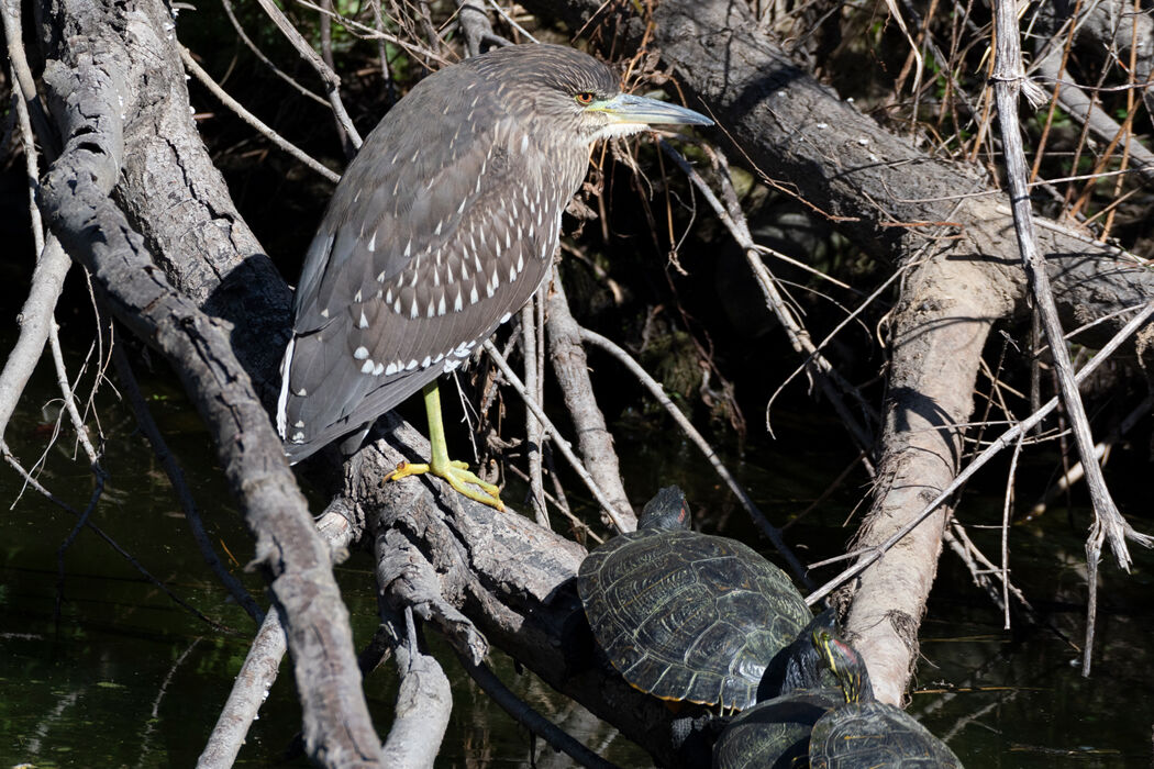 ホシゴイとミドリガメが微妙な距離感をとっていました。
