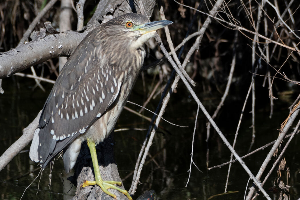 虹彩がオレンジ色です。