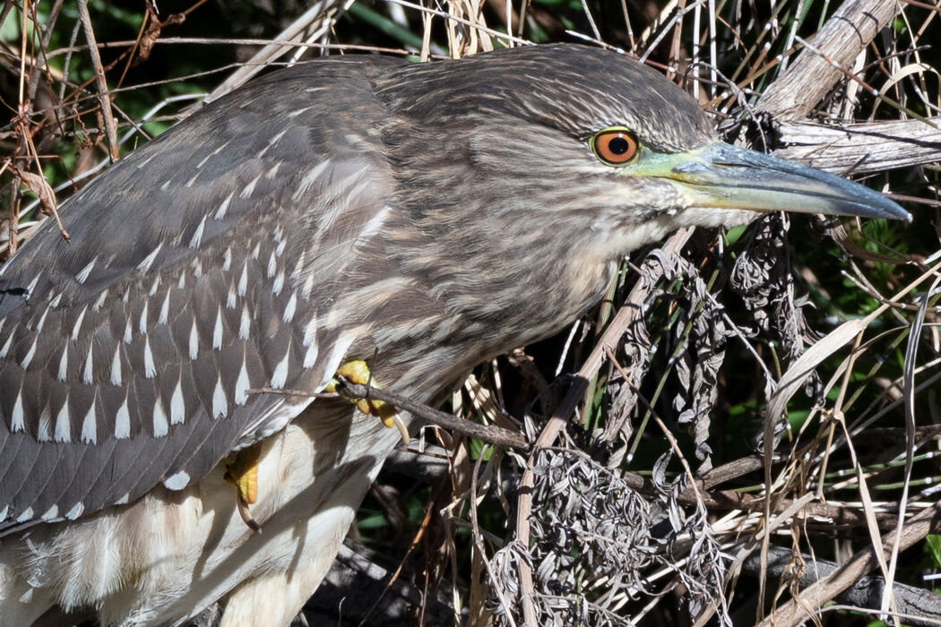 片足を高く上げていました。