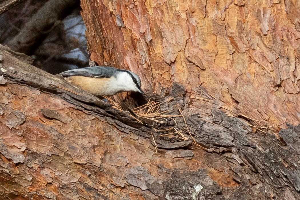 鳴いていました。