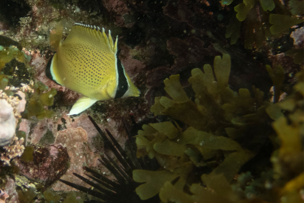 背鰭が尖っています。