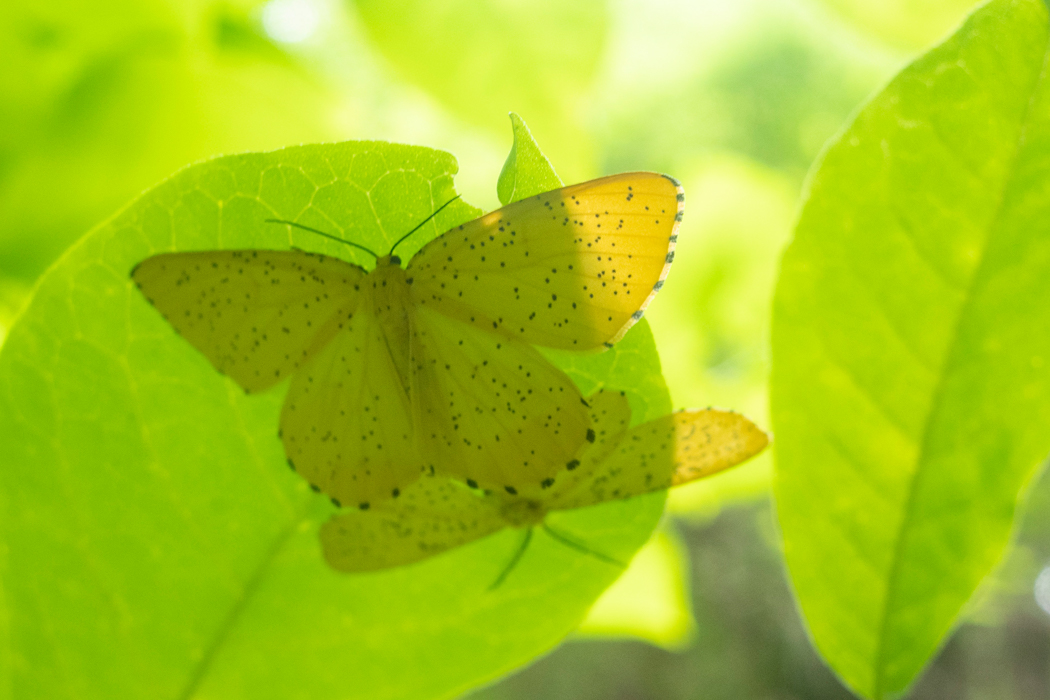 葉の裏でじっとしていました。