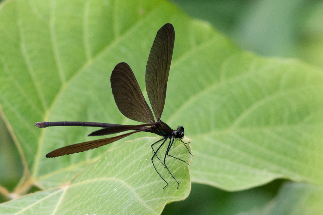 浅川のハグロトンボ