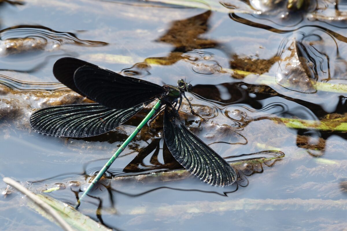 翅が水についてしまいそうです。