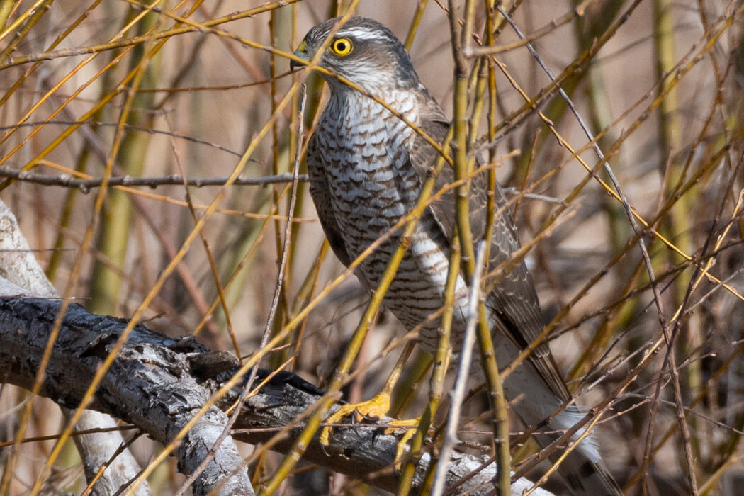 すぐに風に流されて飛んで行きました。