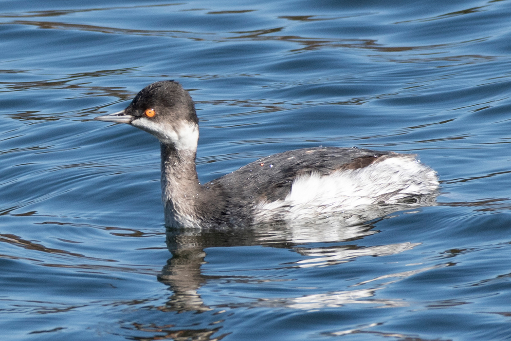 釣り人を気にせず岸の近くで泳いでいました。