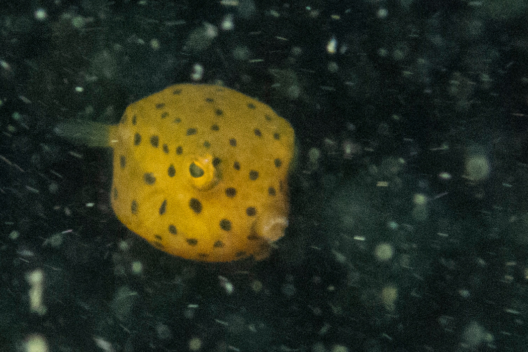 黄色に黒の斑点です。