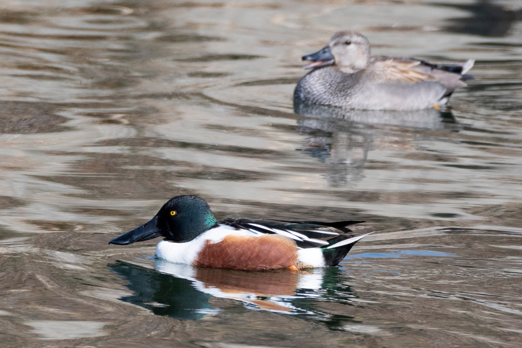 右へ左へ泳いでいました。