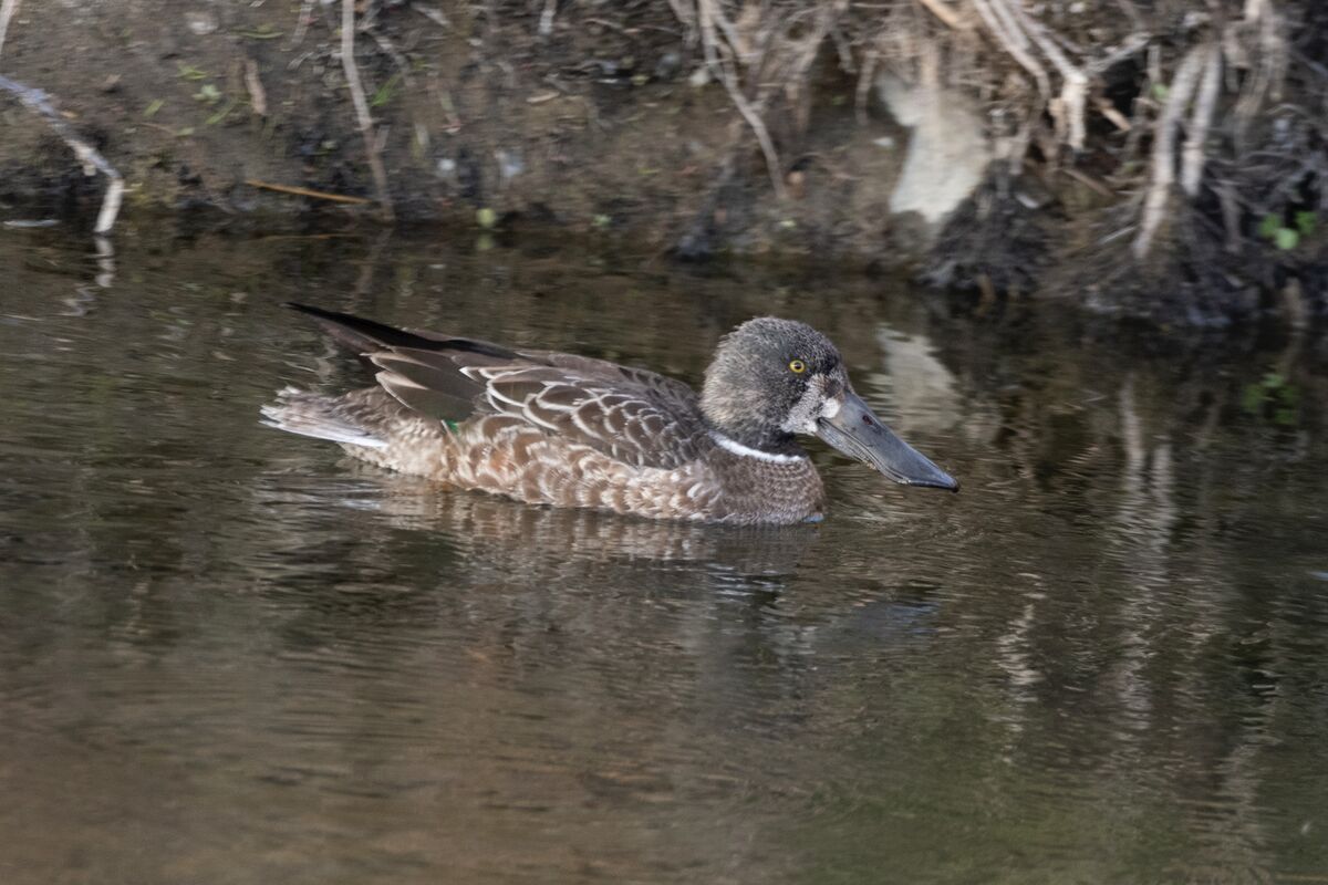 地味な色をした若鳥です。