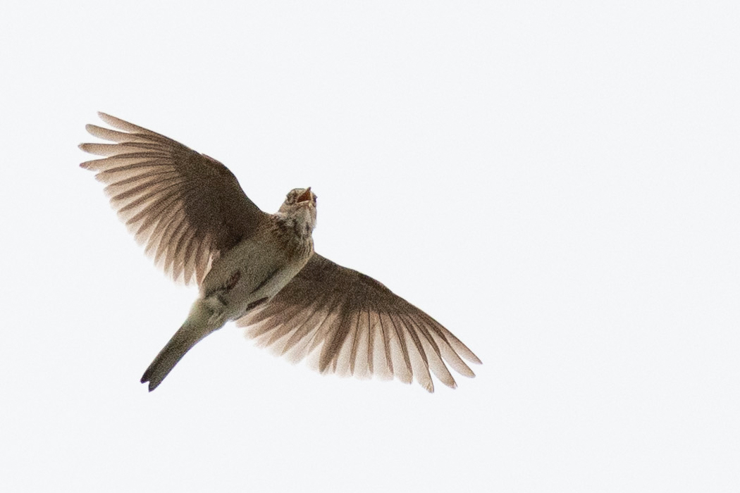 連続して鳴きながら飛んでいます。