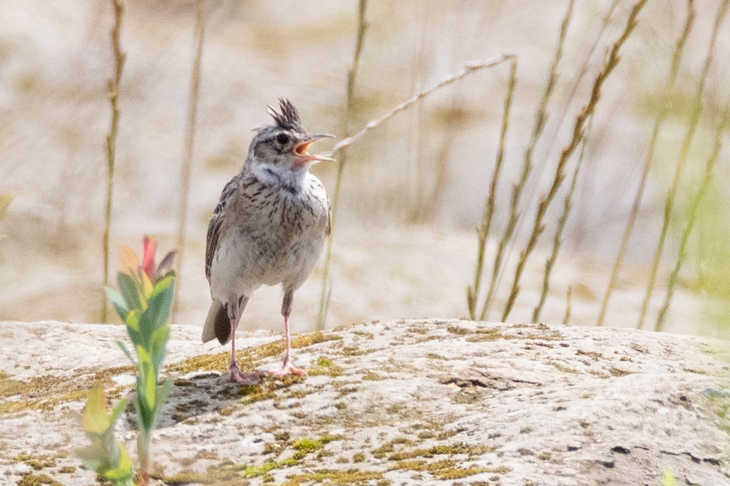 冠羽を立てています。