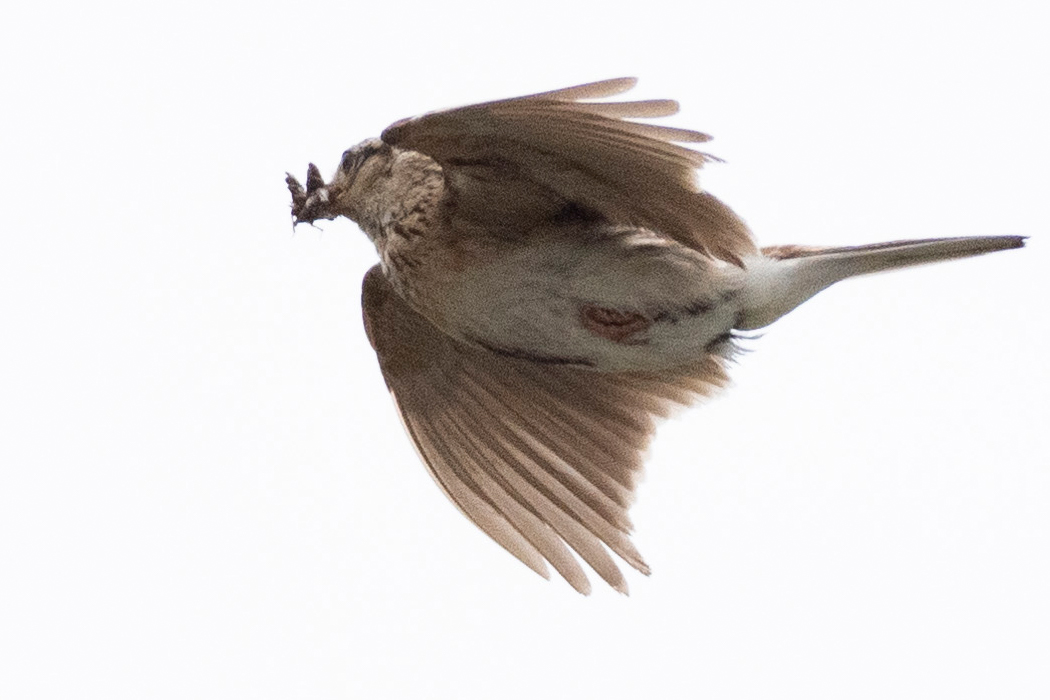 食べ物を捕まえたようです。