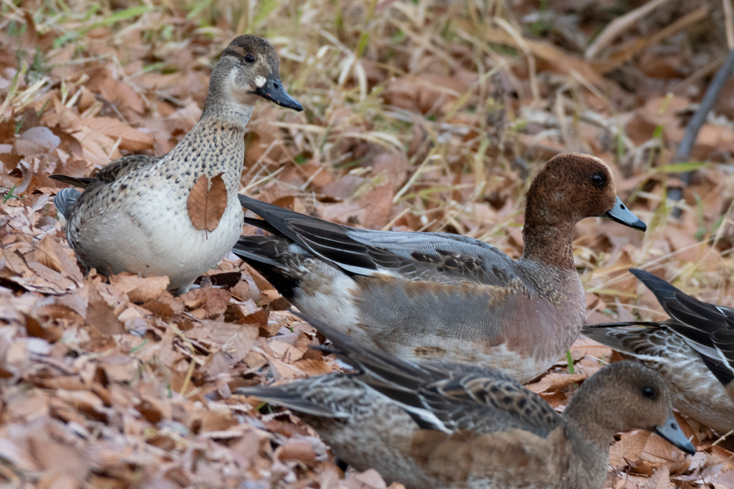 胸に落ち葉をつけていました。