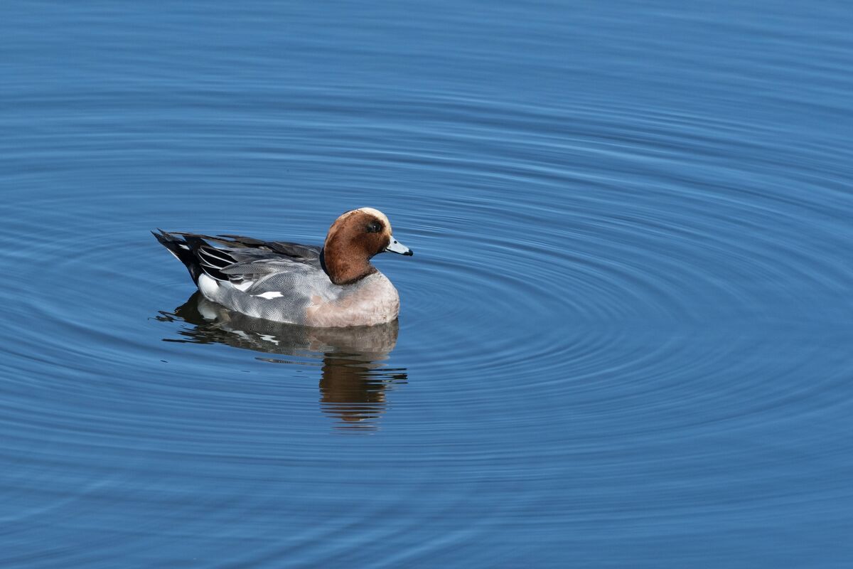 穏やかな水面を泳いでいました。