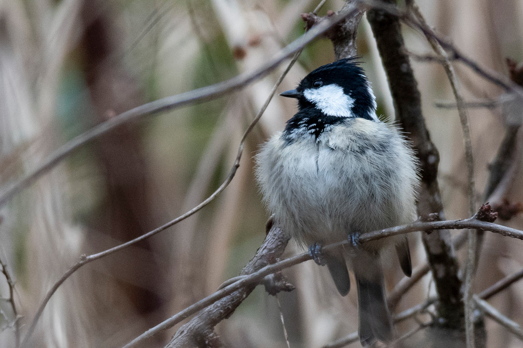 膨らんだヒガラです。